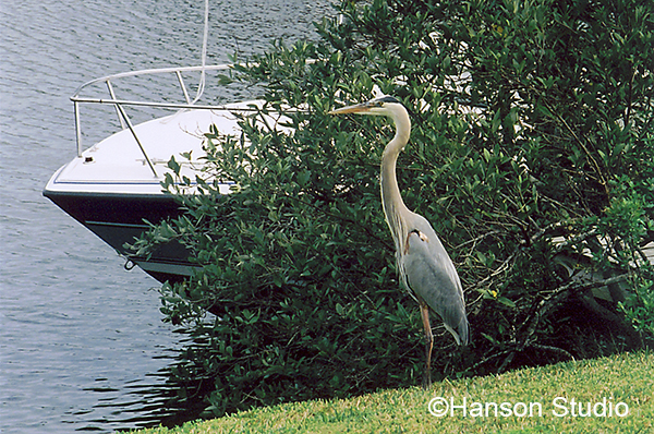 Great Blue Heron and Boat